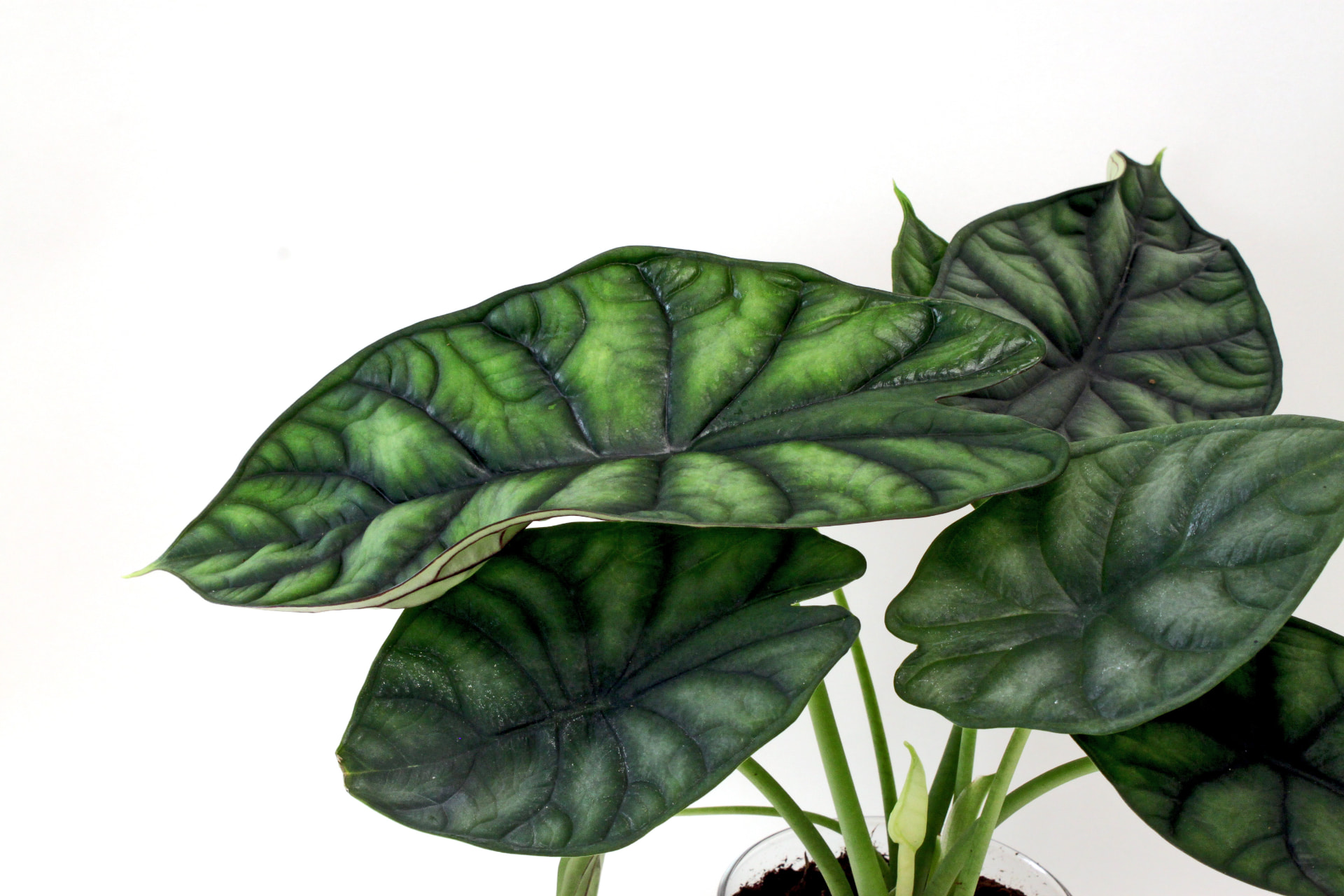 Alocasia (Alocasia spp.) grown at Consolidated Nurseries
