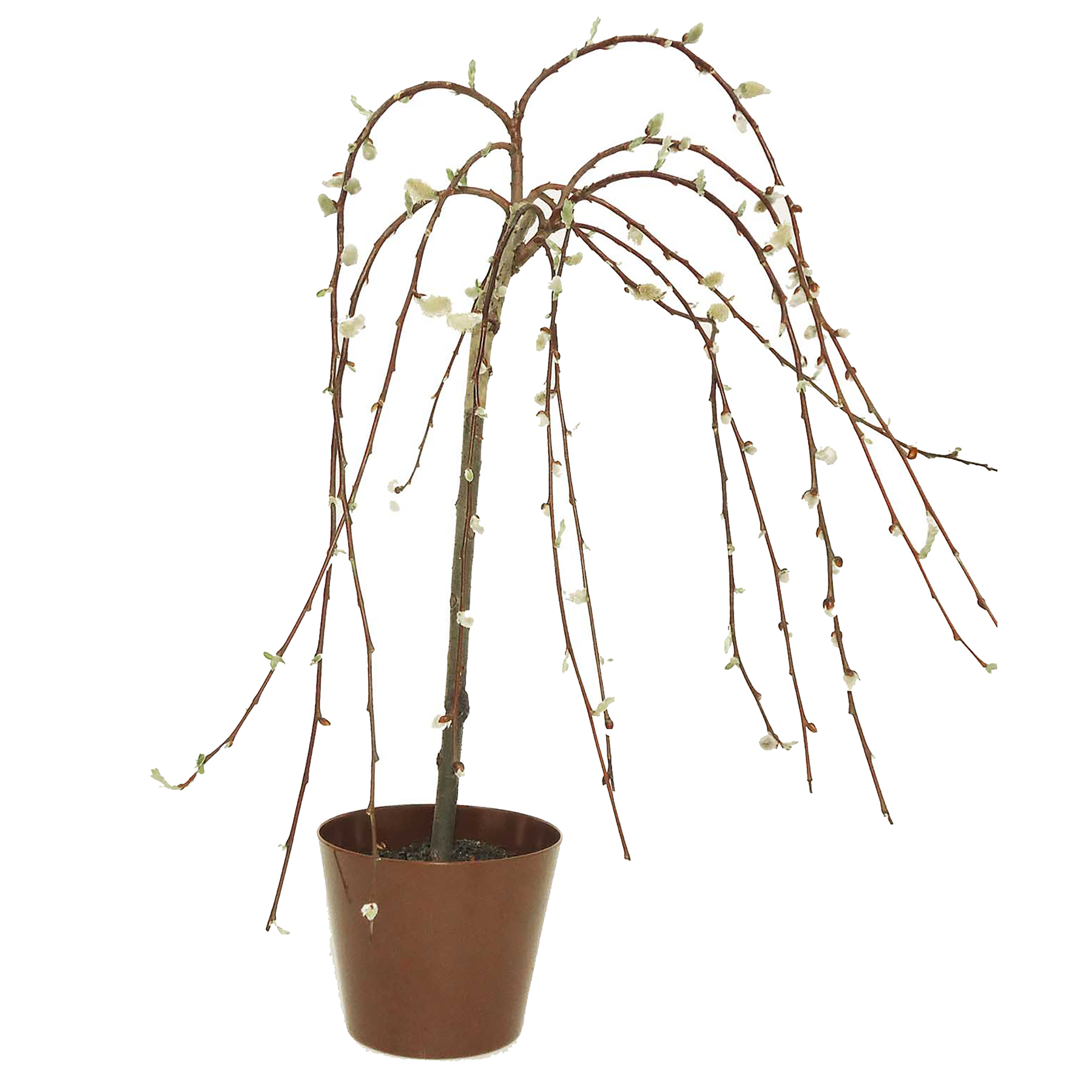 Pussy Willow Tree (Salix caprea) grown at Consolidated Nurseries