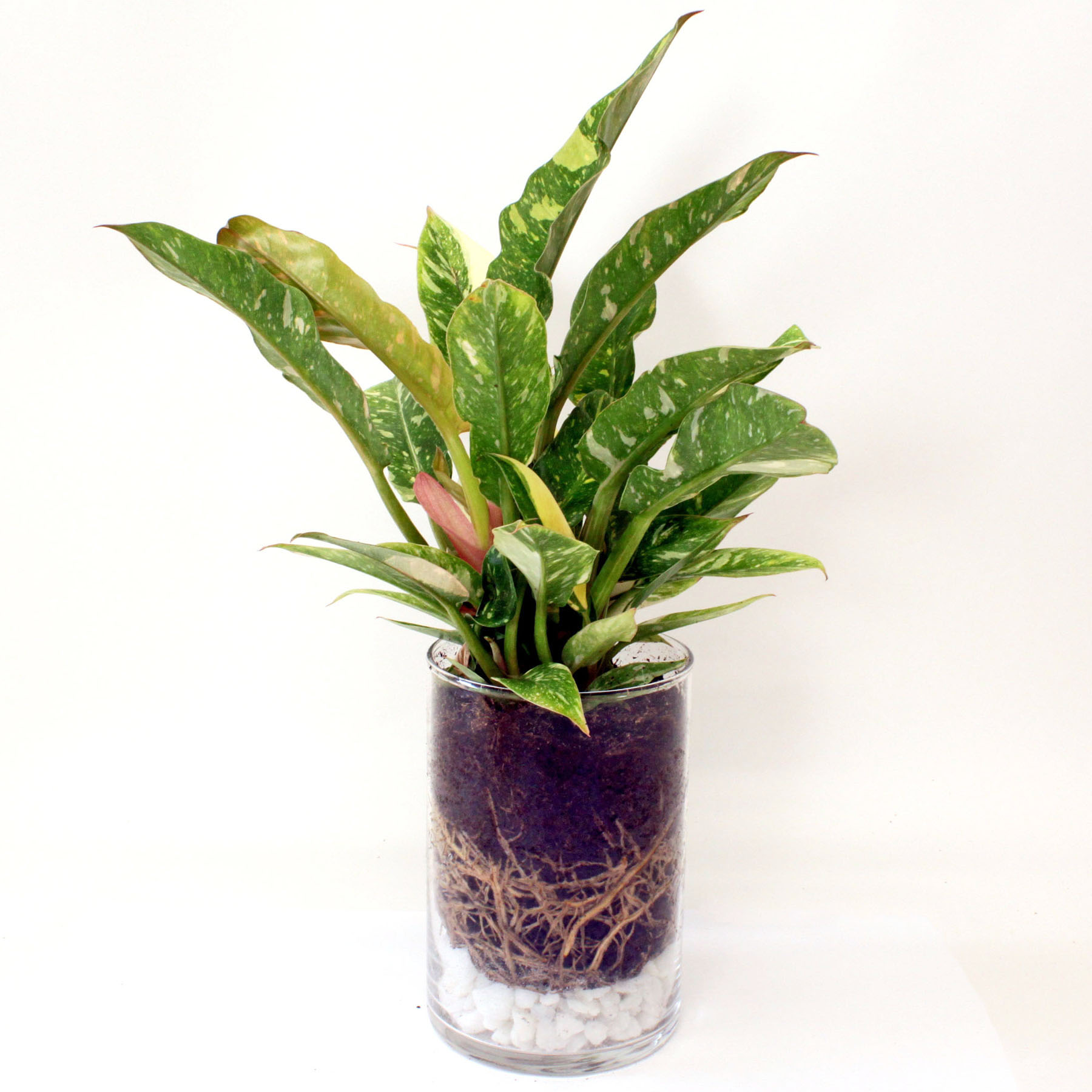 Assorted Foliage (Mixed tropical genera) grown at Consolidated Nurseries