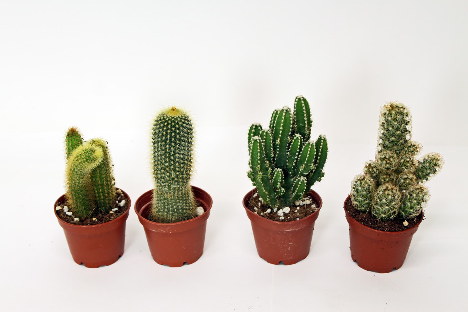 Cactus (Mixed Cactaceae) grown at Consolidated Nurseries