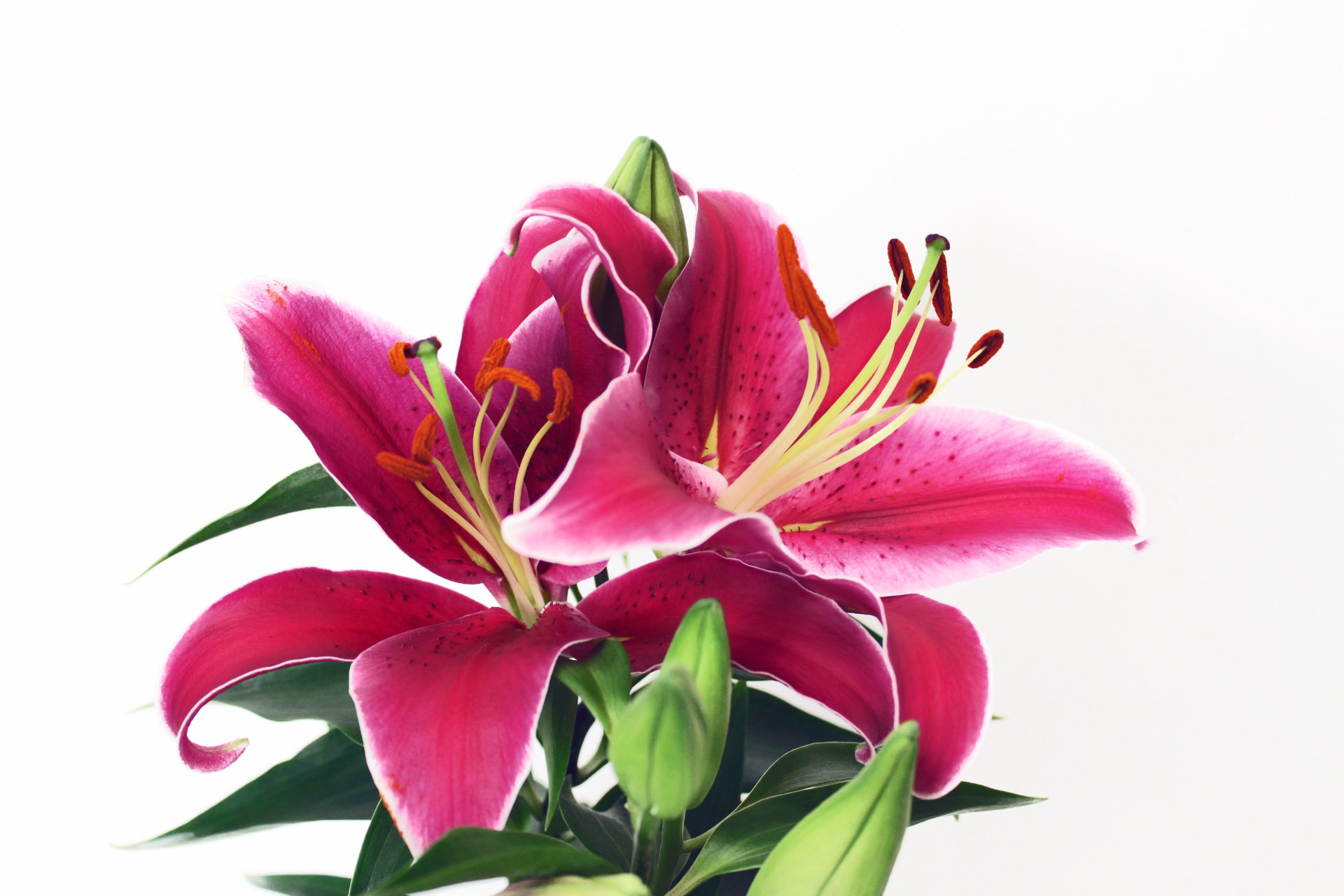 Love Lily (Zantedeschia rehmannii) grown at Consolidated Nurseries