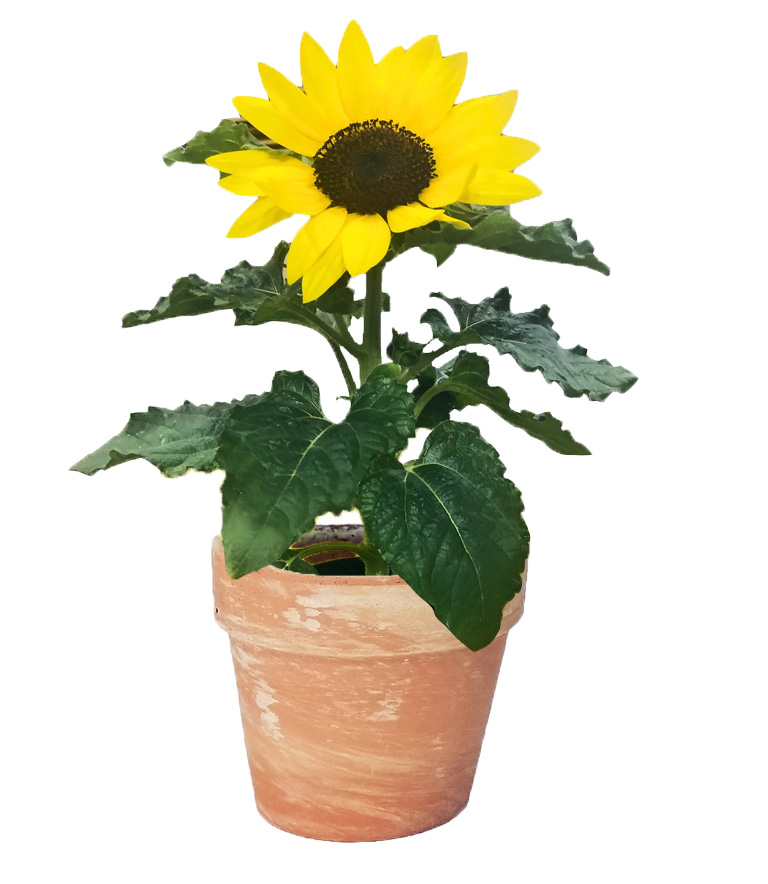 Sunflower (Helianthus annuus) grown at Consolidated Nurseries