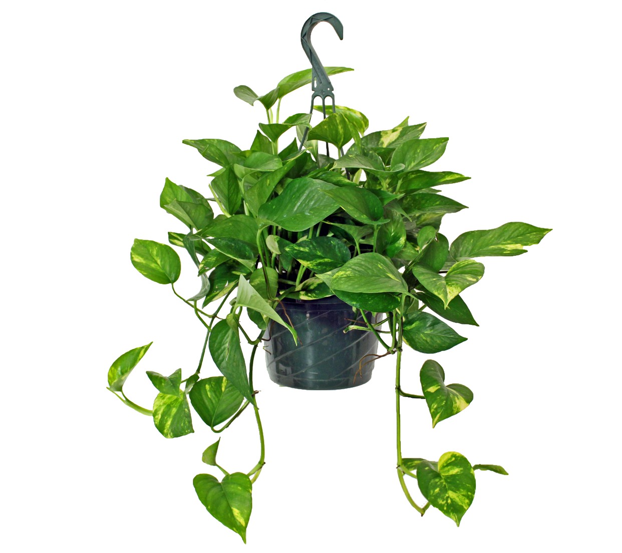 Hanging Baskets (Mixed trailing genera) grown at Consolidated Nurseries