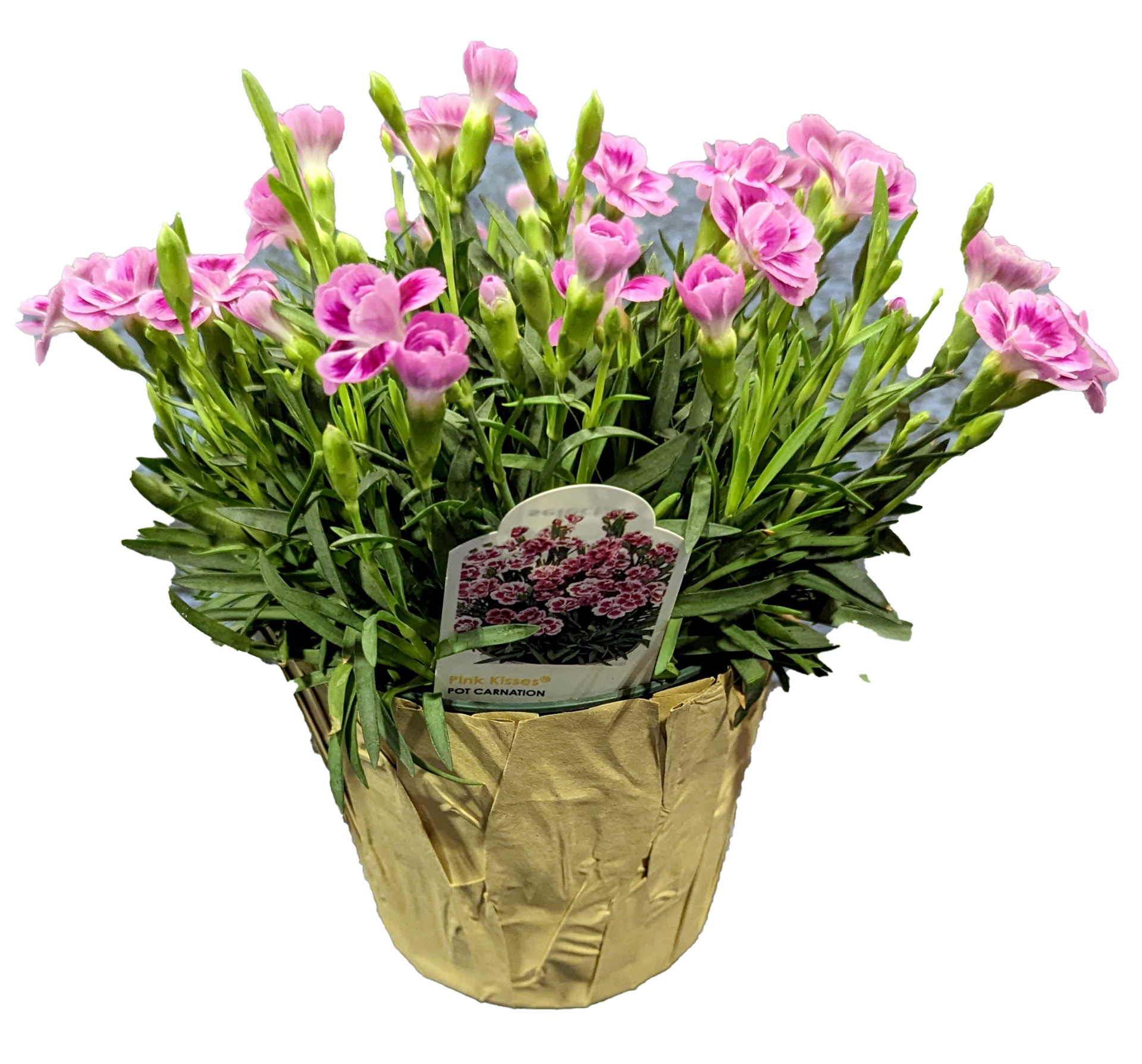 Dianthus (Dianthus caryophyllus) grown at Consolidated Nurseries