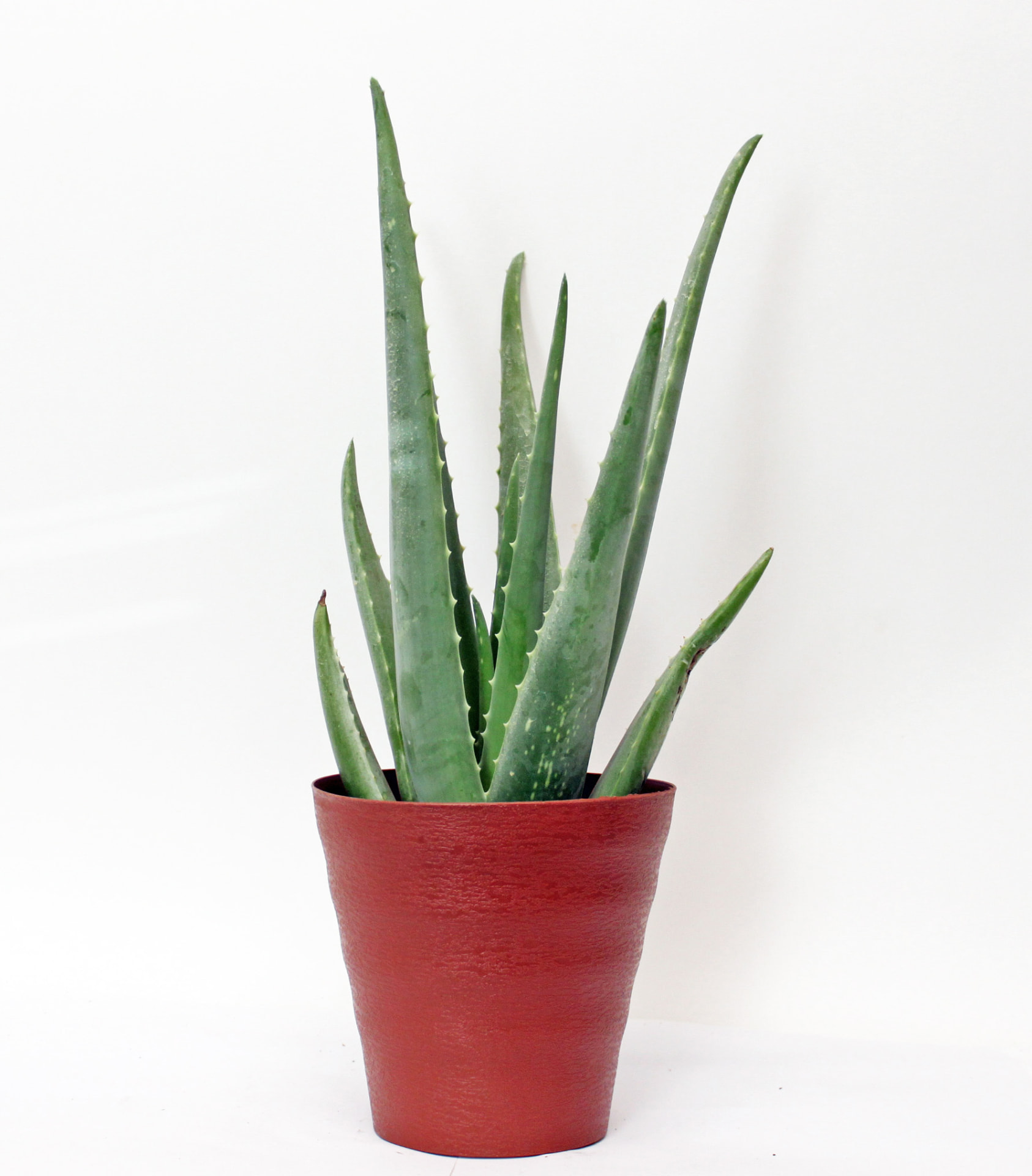 Aloe (Aloe vera) grown at Consolidated Nurseries