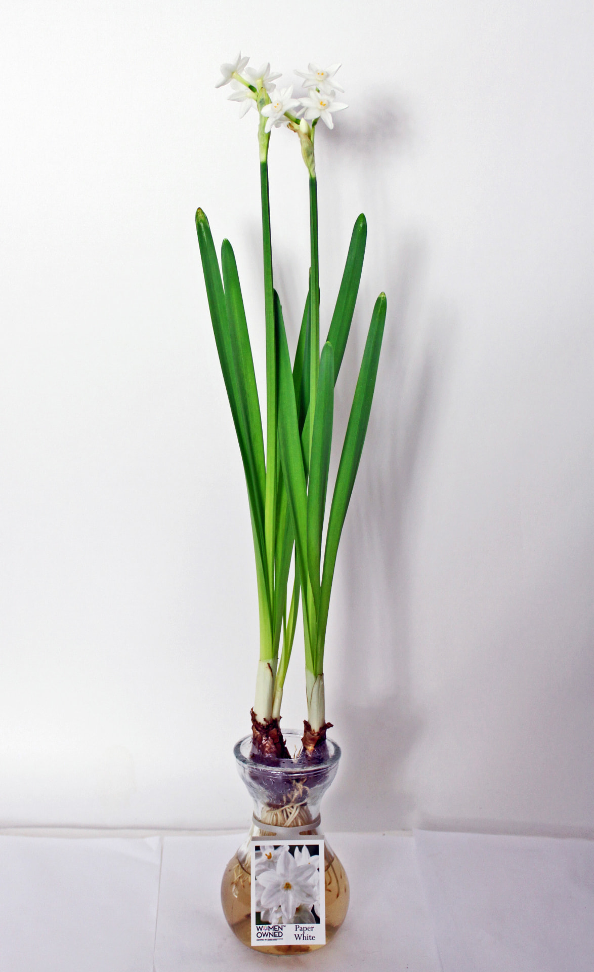 Paperwhite (Narcissus papyraceus) grown at Consolidated Nurseries