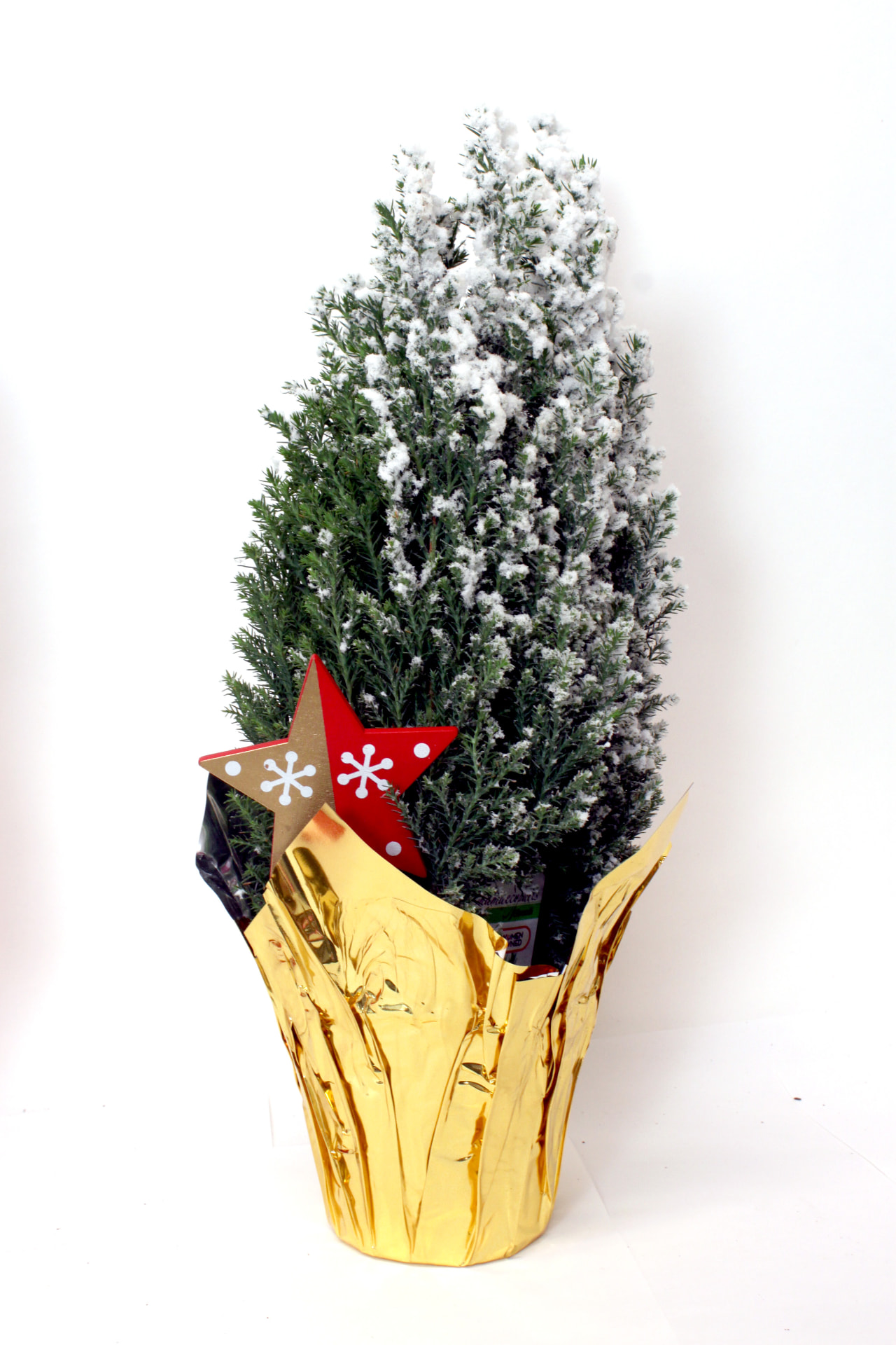 Ellwoodii Tree (Chamaecyparis lawsoniana 'Ellwoodii') grown at Consolidated Nurseries