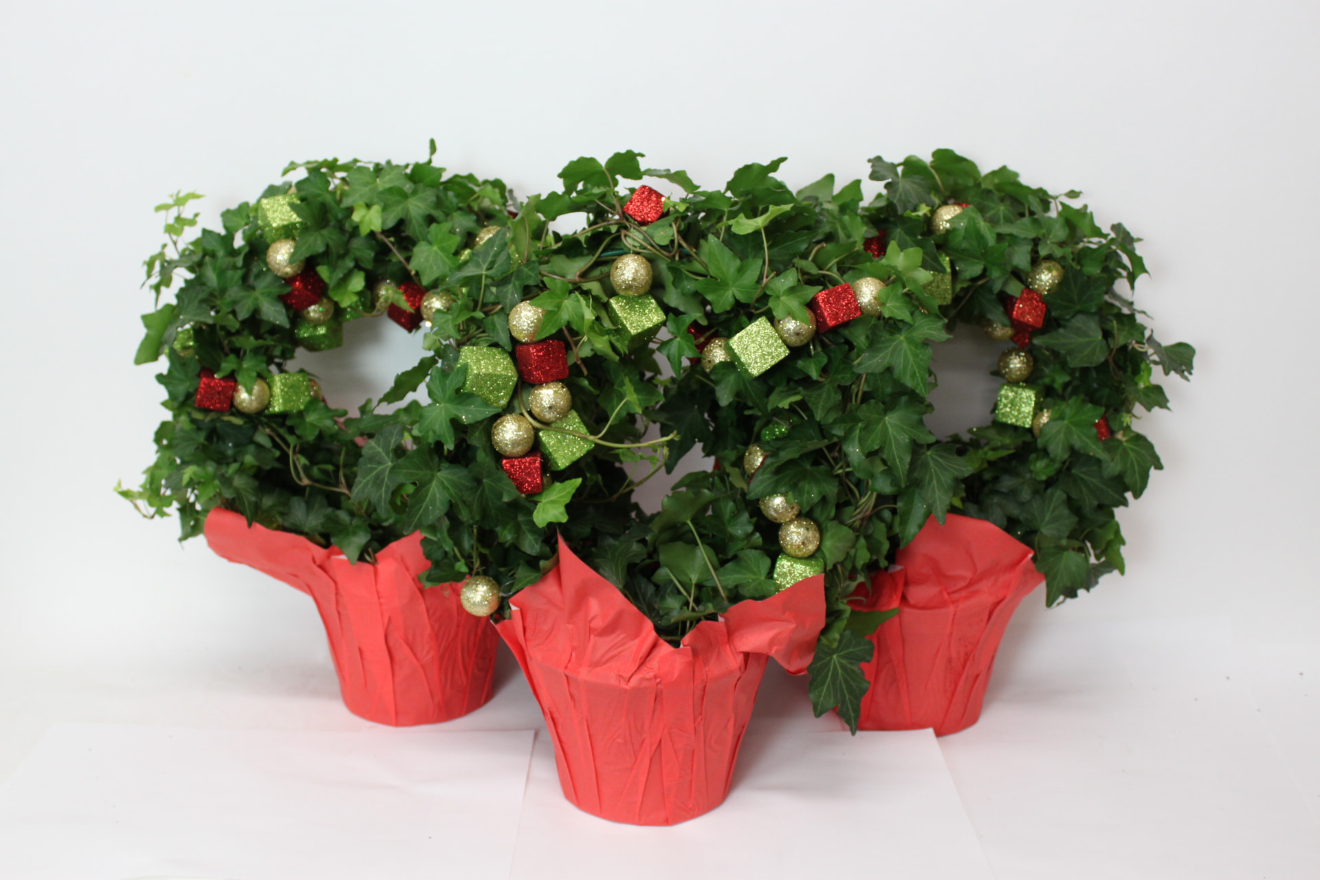 Ivy (Hedera helix) grown at Consolidated Nurseries