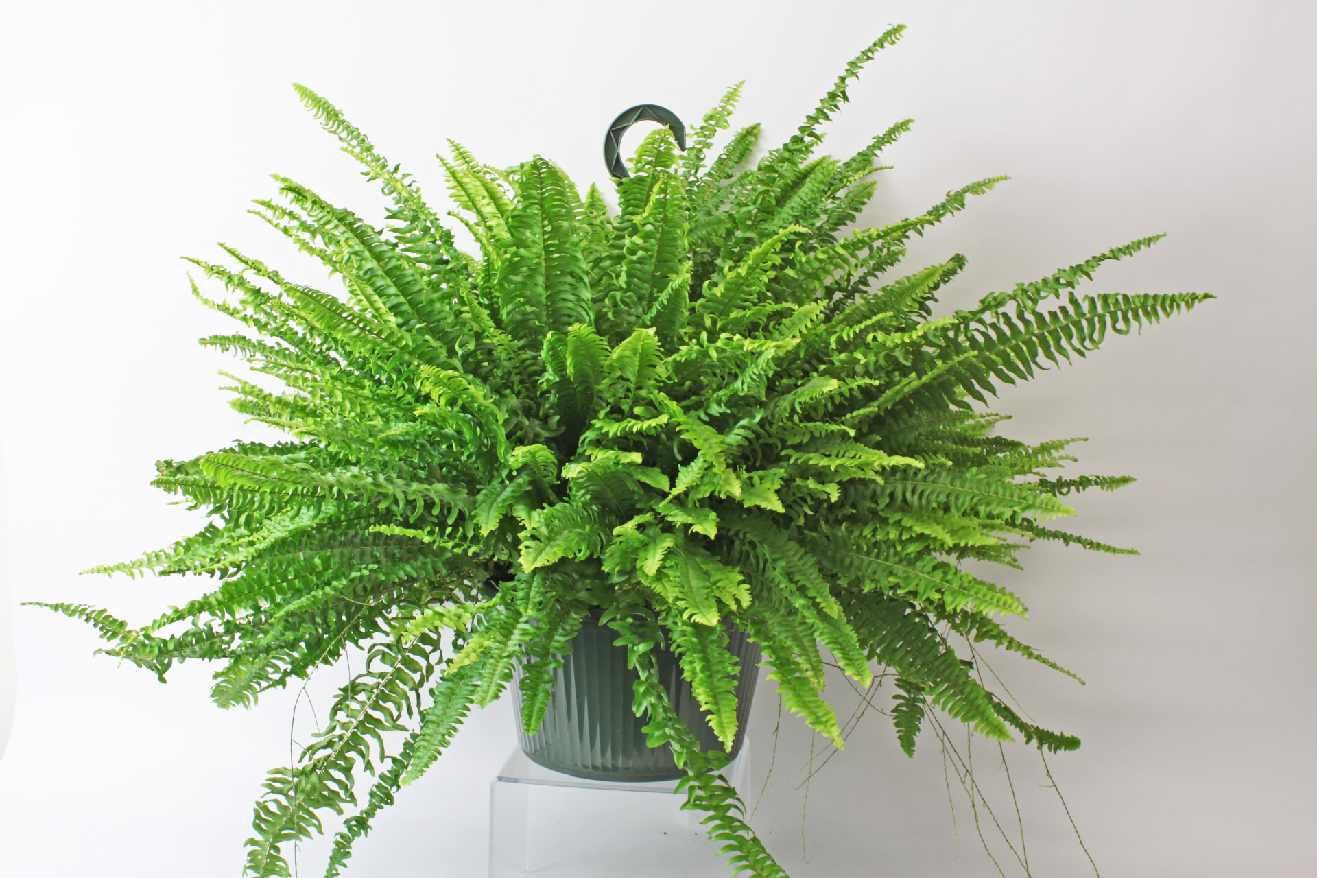 Fern (Nephrolepis exaltata) grown at Consolidated Nurseries