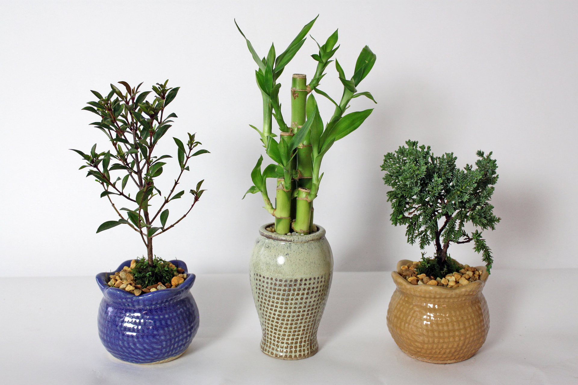 Bonsai Trees (Ficus microcarpa 'Ginseng') grown at Consolidated Nurseries