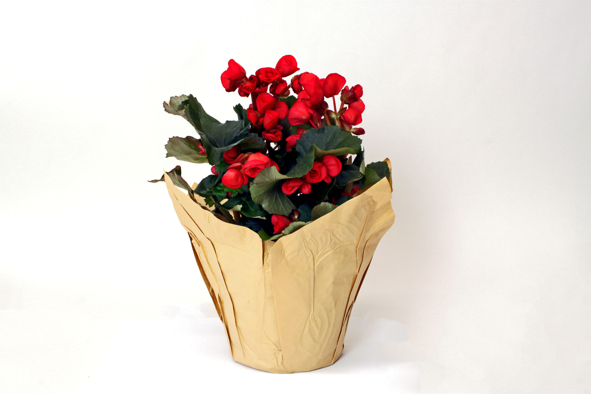 Begonia (Begonia semperflorens) grown at Consolidated Nurseries