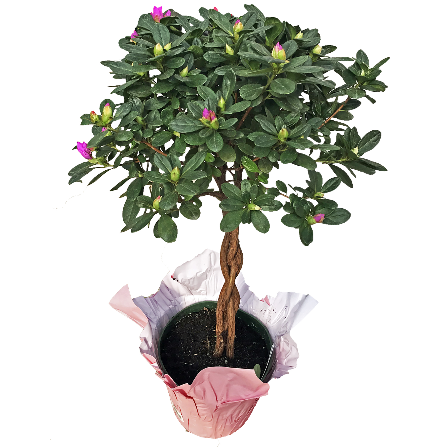 Azaleas (Rhododendron simsii) grown at Consolidated Nurseries