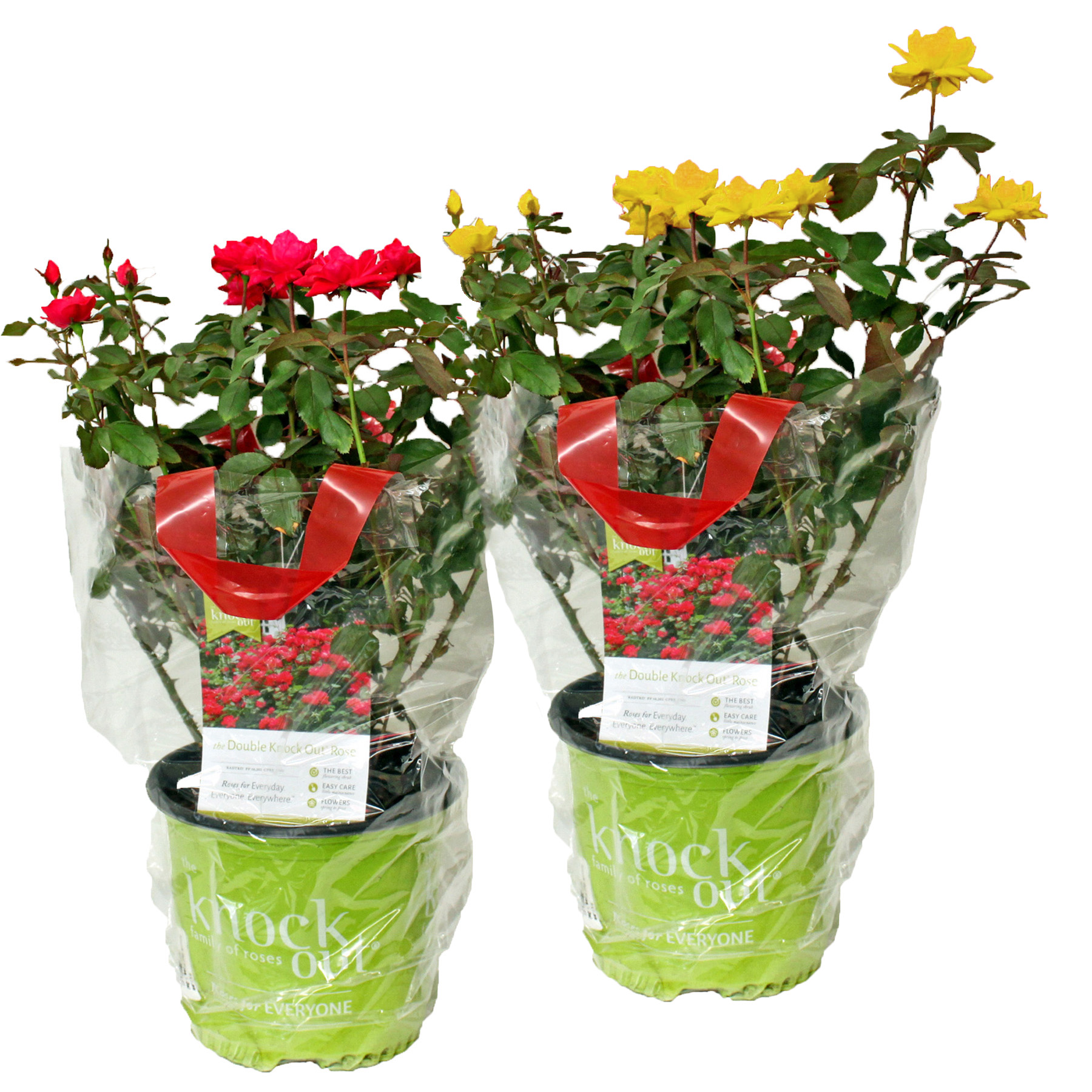 Knock Out Roses (Rosa 'Radrazz') grown at Consolidated Nurseries