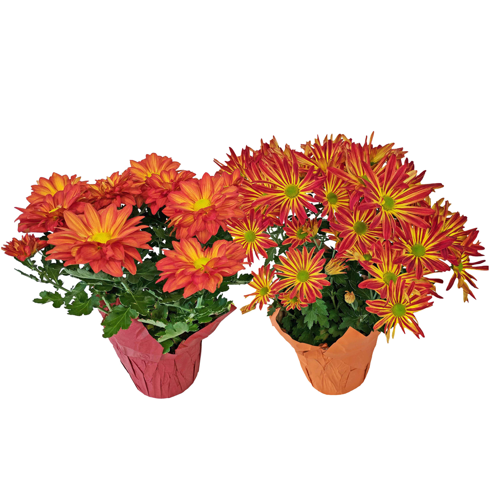 Pelee & Point Pelee Mums (Chrysanthemum morifolium) grown at Consolidated Nurseries