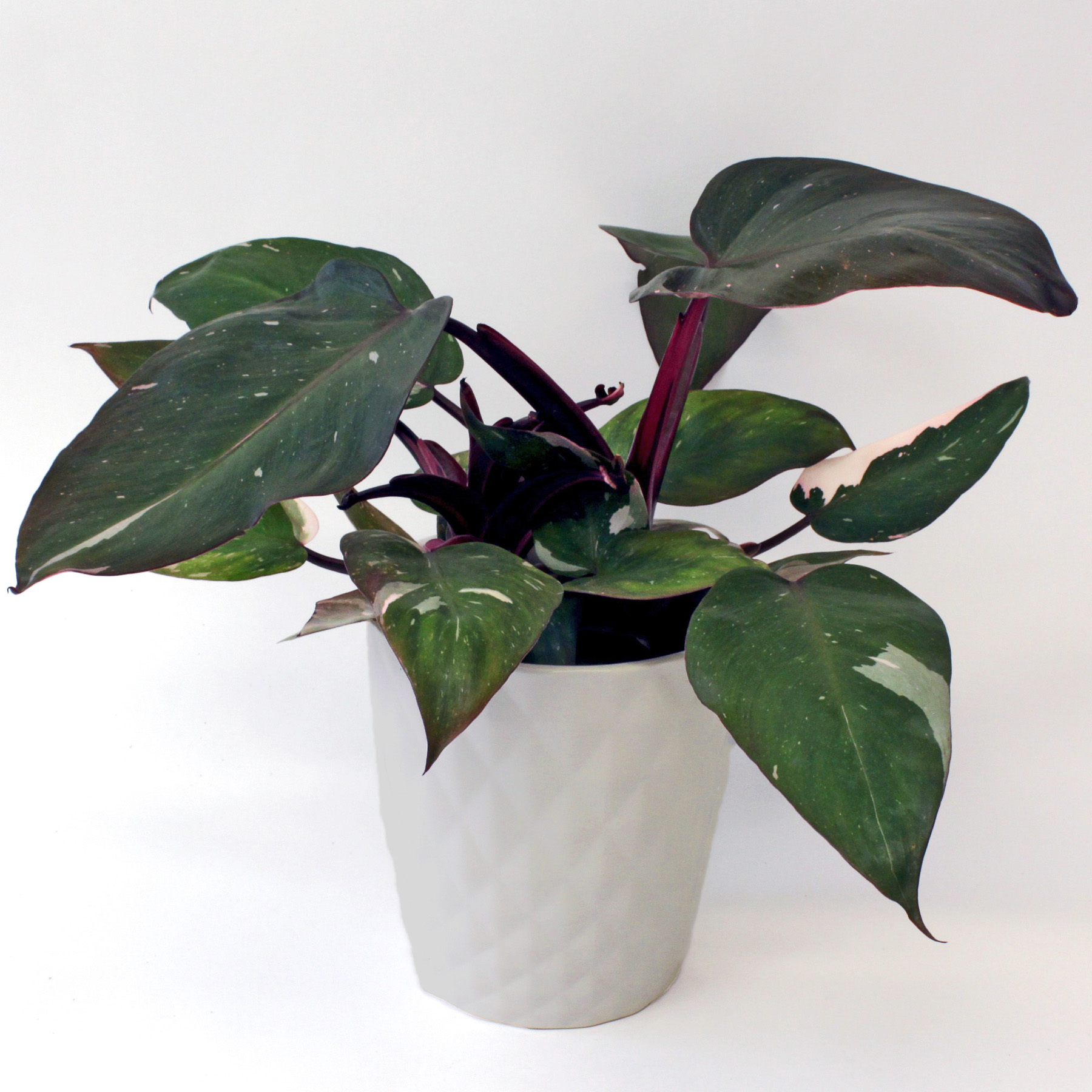 Philodendron (Philodendron hederaceum) grown at Consolidated Nurseries