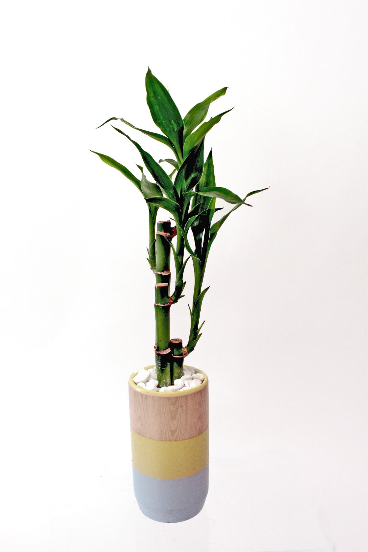 Bamboo (Dracaena sanderiana) grown at Consolidated Nurseries