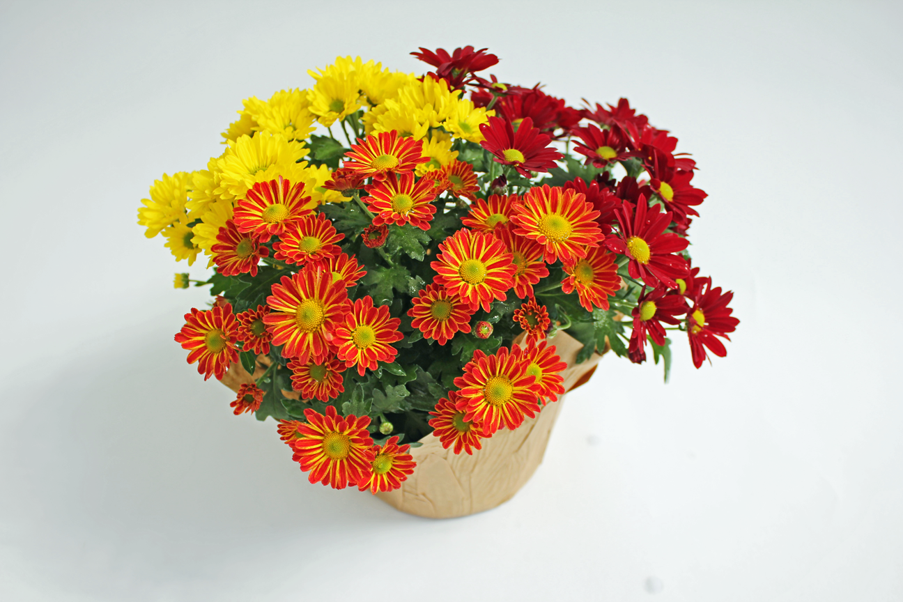 Mums (Chrysanthemum morifolium) grown at Consolidated Nurseries