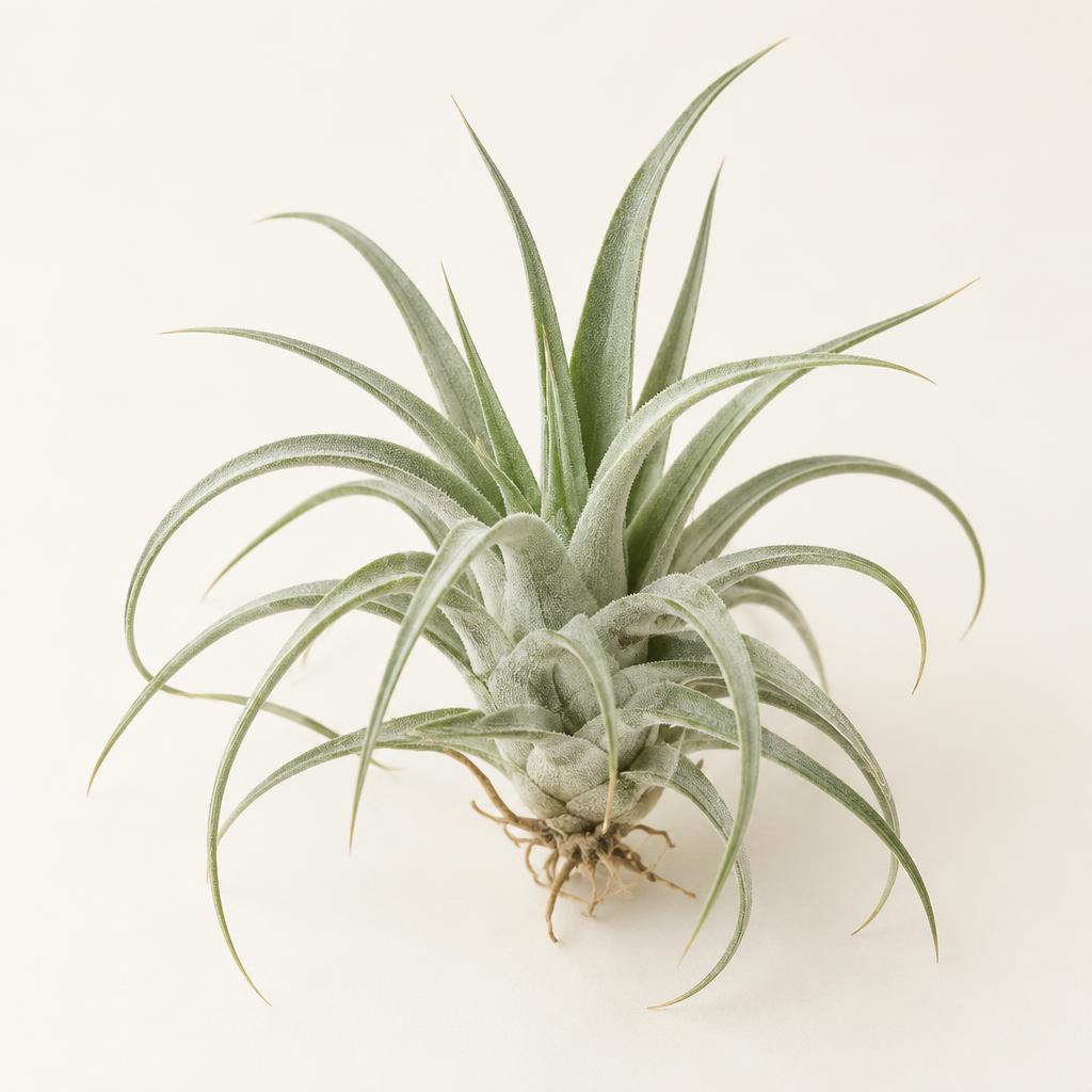 Air Plant (Tillandsia ionantha) grown at Consolidated Nurseries