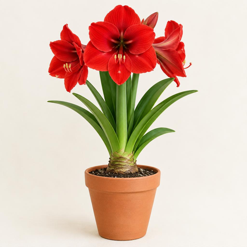 Amaryllis (Hippeastrum hybrid) grown at Consolidated Nurseries