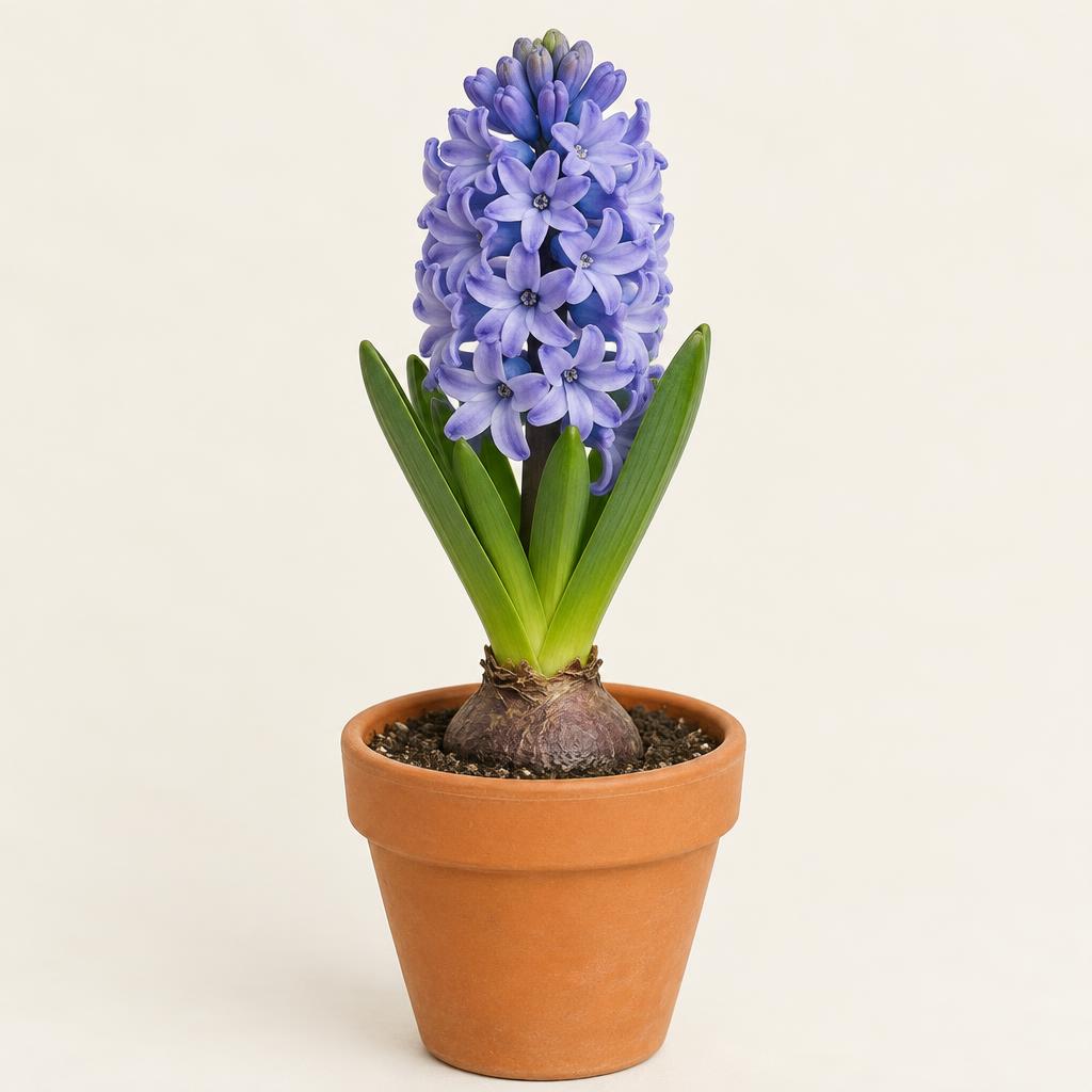 Hyacinth (Hyacinthus orientalis) grown at Consolidated Nurseries