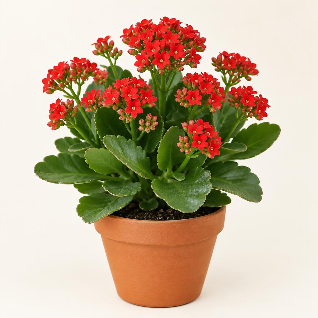 Kalanchoe (Kalanchoe blossfeldiana) grown at Consolidated Nurseries