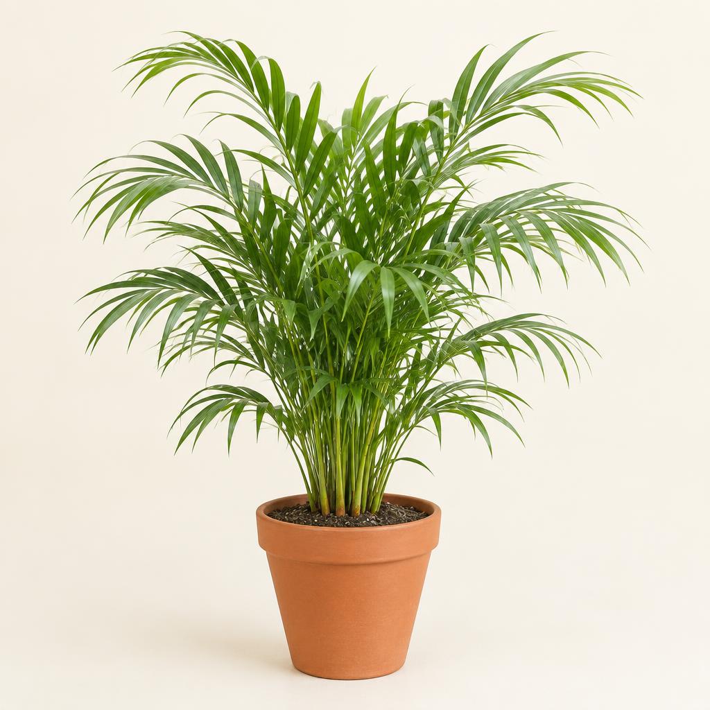 Palms (Dypsis lutescens) grown at Consolidated Nurseries