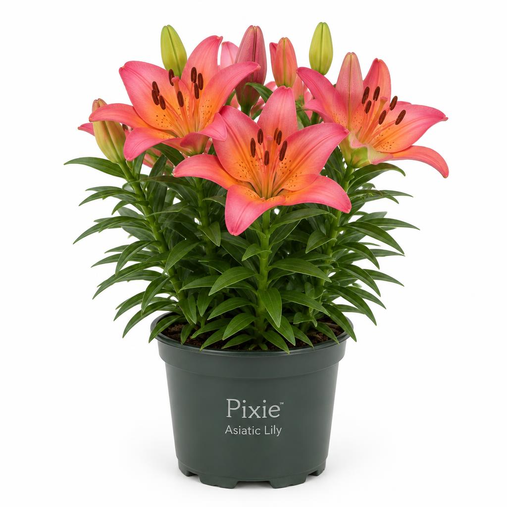Pixie Lily (Lilium asiaticum 'Pixie') grown at Consolidated Nurseries